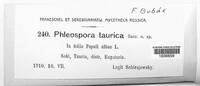 Phloeospora taurica image